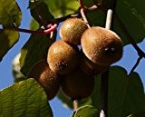Jenny Kiwi selbstfruchtbar, Kiwistrauch Busch, Actinidia arguta, Obstbaum winterhart, Kiwi braun, im Topf, 60 - 100 cm