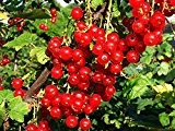 Johannisbeere 10 Samen -Winterhart- -Ribes rubrum-