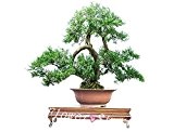 Juniper Bonsai-Baum Topfblumen Büro Zypresse Bonsai reinigen die Luft absorbieren schädliche Gase