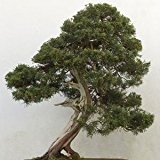 Juniperus chinensis - 10 samen