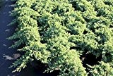Juniperus procumbens Nana (Niederer Zwergwacholder) 30-40cm / 5l-Container (Nadelgehölze, Sträucher / Bäume)