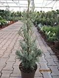 Juniperus scopulorum Wichita Blue - Raketenwacholder Wichita Blue