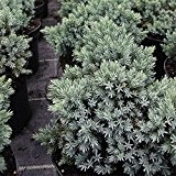 Juniperus squamata Blue Star (Blauer Zwerg-Wacholder) 25-30cm / 3l-Container, Lieferbreite: (Nadelgehölze, Sträucher / Bäume)