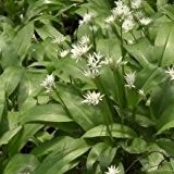 Just Seed Bärlauch, Wilder Knoblauch, Allium Ursinum, Britische Wildpflanze, essbar, 500 Samen