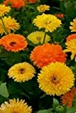Just Seed - Blume - Ringelblume (Calendula officinalis) - Pacific Beauty Mix - 1000 Samen