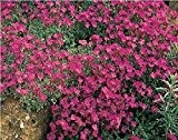 Just Seed - Blume - Rock Cress - Griechisches Blaukissen (Aubrieta deltoidea) - Royal Rot - 1500 Samen