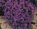 Just Seed - Blume - Rock Cress - Griechisches Blaukissen (Aubrieta deltoidea) - Royal Violett - 1500 Samen