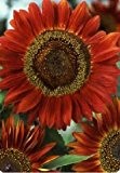 Just Seed - Blume - Sonnenblume - Rote Sonne - 100 Samen
