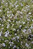 Just Seed British Wild Flower - Field Forget Me Not - Myosotis arvensis - 1000 Seed