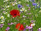 Just Seed Cornfield Annual Flower Special Mix Saatgut, Wildblumen-Mischung, 4g