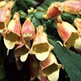 Just Seed Fingerhut / Digitalis, Red Skin, Blume, 50 Samen
