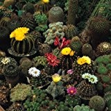 Just Seed - Flower - Cactus - Crown Mix - 100 Seeds - Spectacular