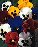 Just Seed Flower - Pansy - Swiss Giant - 400 Seeds