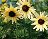 Just Seed - Flower - Sunflower - Vanilla Ice - 40 Seeds Cut flower