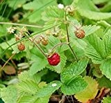 Just Seed Fragaria vesca - Wild Strawberry - 100 Seed