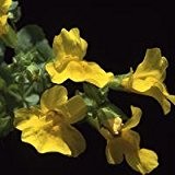 Just Seed, Gelbe Gauklerblume / Mimulus guttatus, Blume, selten, 100 Samen