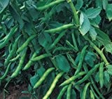 Just Seed - Gemüse - Ackerbohne - Aquadulce - 60 Samen