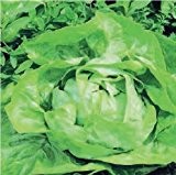 Just Seed - Gemüse - Bekannter Gartensalat Samen Sammlung - 4 Sommer Varianten