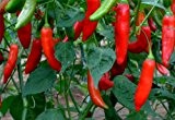 Just Seed - Gemüse - Chili / Chilli Pfeffer - Aji Delight - 10 Samen