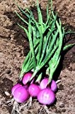 Just Seed - Gemüse - Mini Zwiebel - Purplette - 400 Samen