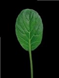 Just Seed - Gemüse - Pak Choi - Green - 200 Samen