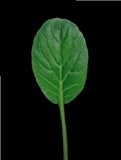 Just Seed - Gemüse - Pak Choi - Green - 25g Samen
