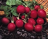 Just Seed - Gemüse - Radieschen - Cherry Belle - 1800 Samen