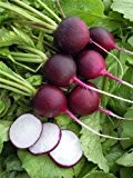 Just Seed - Gemüse - Radieschen - Malaga Violett - 600 Samen