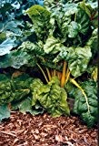 Just Seed - Gemüse - Rübenblatt Mangold - Helles Gelb - 75 Samen