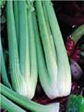 Just Seed - Gemüse - Sellerie - Green Utah - 1000 Samen