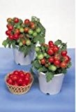 Just Seed - Gemüse - Tomate - Red Robin - 8 Samen