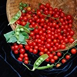 Just Seed - Gemüse - Tomate - Sweet Pea Currant - 10 Samen