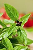 Just Seed Herb - Basil - Cinnamon - Ocimum Basilicum - 1200 seeds