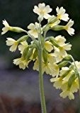 Just Seed Hohe Schlüsselblume, Primula Elatior, Blumen, 100 Samen