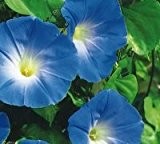 Just Seed Ipomea "Morning Glory Heavenly Blue", Blumen, 75 Samen