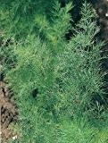 Just Seed - Kraut - Dill - Anethum graveolens - 2500 Samen