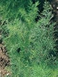 Just Seed - Kraut - Dill - Anethum graveolens - 50g Samen