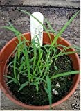 Just Seed - Kraut - Lemon Grass - Cymbopogon flexuosus - 10g Samen