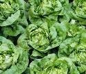 Just Seed Lettuce Winter - Arctic King - 900 Seeds