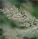 Just Seed - Ornamentales Gras - Diamantgras (Calamagrostis brachytricha) - Korean Feather Reed - 100 Samen