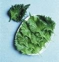 Just Seed Perilla - Shiso Green - 450 Seeds