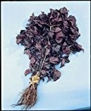 Just Seed Perilla - Shiso Red - 450 Seed
