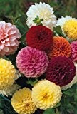 Just Seed Pompon-Dahlie Double Mixed, Blume, 50 Samen