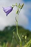 Just Seed Rundblättrige Glockenblume, Campanula Rotundifolia, Britische Wildblume, 750 Samen