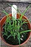 Just Seed Saatgut, Ostindisches Zitronengras / Cymbopogon flexuosus, kleine Packung, 50 Samen