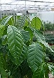 Just Seed Saatgut, Zwergkaffee-Strauch, Kaffeepflanze, 15 Samen