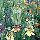 Just Seed Schwarzkümmel / Nigella orientalis, Blume, 100 Samen