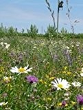 Just Seed Special Flowering Meadow Mix Saatgut, Wildblumen, Mischung für Blumenwiesen, 25 Arten, 4 g Samen