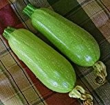 Just Seed Zucchini "Clarion F1", 8 Samen