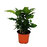 Kaffee Pflanze (Coffea arabica) 1 Pflanze - Zimmerpflanze